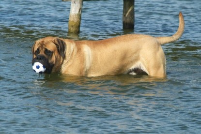 Mastiff Don Theo und Dogge Luna