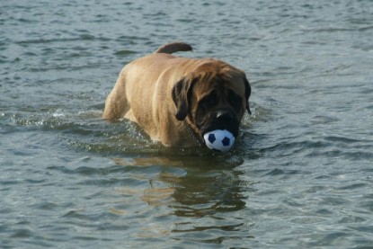 Mastiff Don Theo und Dogge Luna