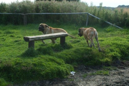 Mastiff Don Theo und Dogge Luna