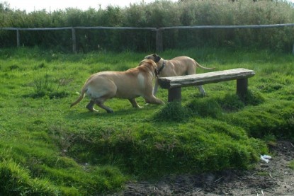 Mastiff Don Theo und Dogge Luna