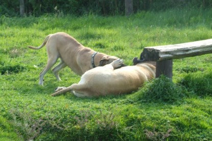 Mastiff Don Theo und Dogge Luna