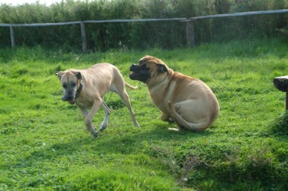 Mastiff Don Theo und Dogge Luna