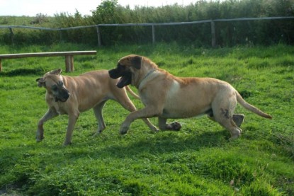 Mastiff Don Theo und Dogge Luna