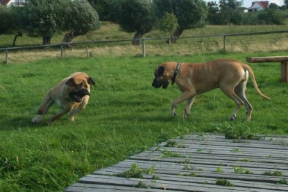 Mastiff Don Theo und Dogge Luna