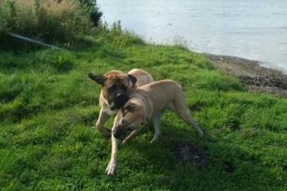 Mastiff Don Theo und Dogge Luna