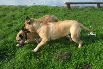 Mastiff Don Theo und Dogge Luna