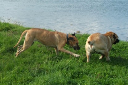 Mastiff Don Theo und Dogge Luna