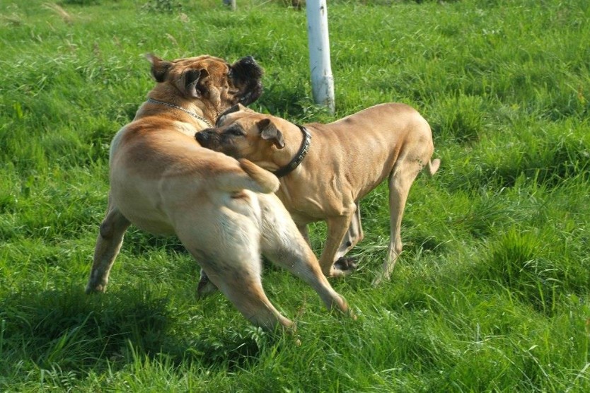 Mastiff Don Theo und Dogge Luna