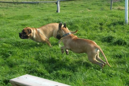 Mastiff Don Theo und Dogge Luna