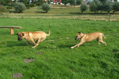 Mastiff Don Theo und Dogge Luna