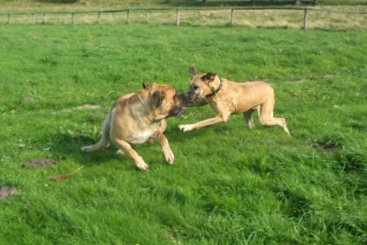 Mastiff Don Theo und Dogge Luna