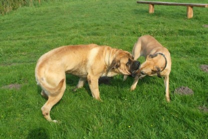 Mastiff Don Theo und Dogge Luna