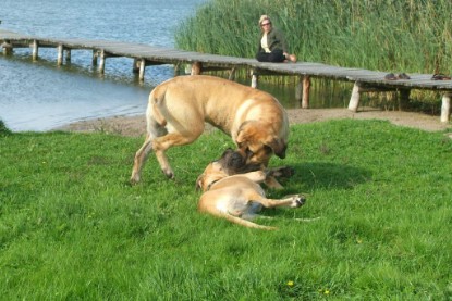 Mastiff Don Theo und Dogge Luna