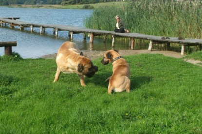 Mastiff Don Theo und Dogge Luna