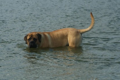 Mastiff Don Theo und Dogge Luna