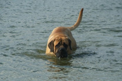 Mastiff Don Theo und Dogge Luna