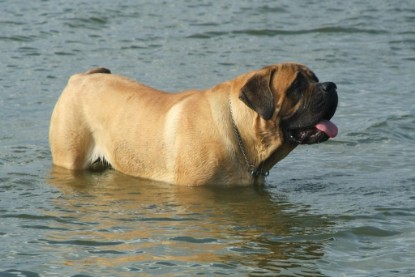 Mastiff Don Theo und Dogge Luna