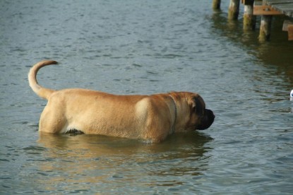 Mastiff Don Theo und Dogge Luna