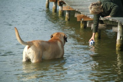 Mastiff Don Theo und Dogge Luna