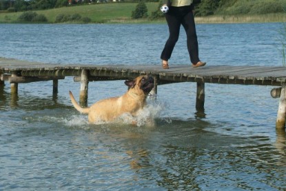 Mastiff Don Theo und Dogge Luna