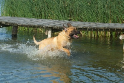 Mastiff Don Theo und Dogge Luna