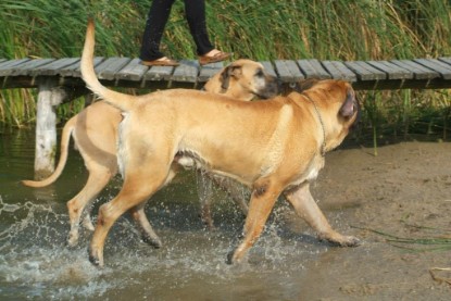 Mastiff Don Theo und Dogge Luna