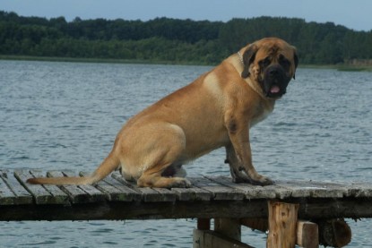 Mastiff Don Theo und Dogge Luna