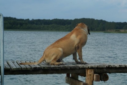 Mastiff Don Theo und Dogge Luna