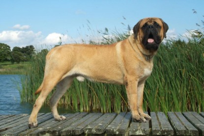 Mastiff Don Theo und Dogge Luna