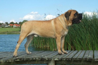 Mastiff Don Theo und Dogge Luna