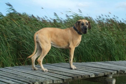 Mastiff Don Theo und Dogge Luna