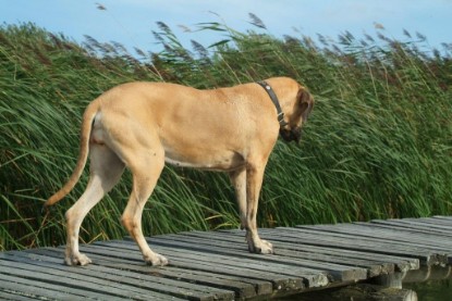 Mastiff Don Theo und Dogge Luna