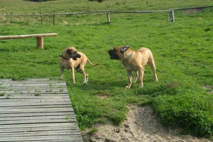 Mastiff Don Theo und Dogge Luna