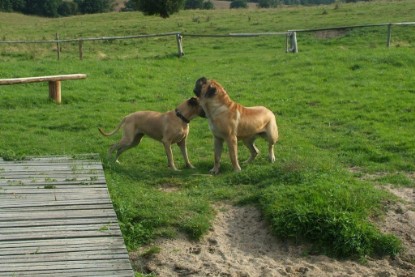 Mastiff Don Theo und Dogge Luna