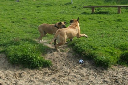 Mastiff Don Theo und Dogge Luna