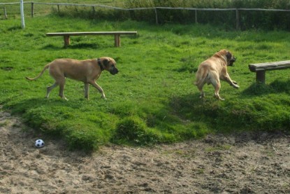 Mastiff Don Theo und Dogge Luna