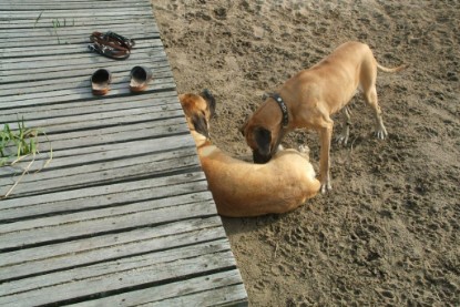 Mastiff Don Theo und Dogge Luna