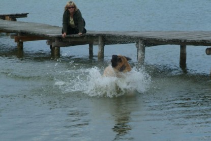 Mastiff Don Theo und Dogge Luna