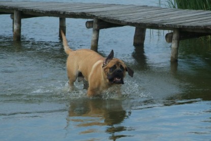 Mastiff Don Theo und Dogge Luna