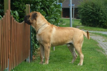 Mastiff Don Theo und Dogge Luna