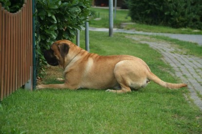 Mastiff Don Theo und Dogge Luna