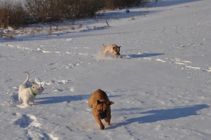 Continental Bulldogs Seeblickbulls Bilderalbum - Weihnachten im Schnee 2010