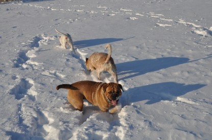 Continental Bulldogs Seeblickbulls Bilderalbum - Weihnachten im Schnee 2010