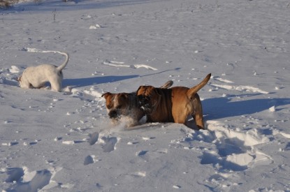 Continental Bulldogs Seeblickbulls Bilderalbum - Weihnachten im Schnee 2010