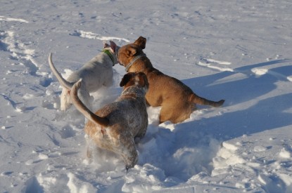 Continental Bulldogs Seeblickbulls Bilderalbum - Weihnachten im Schnee 2010