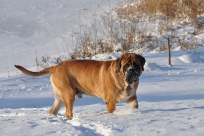 Continental Bulldogs Seeblickbulls Bilderalbum - Weihnachten im Schnee 2010