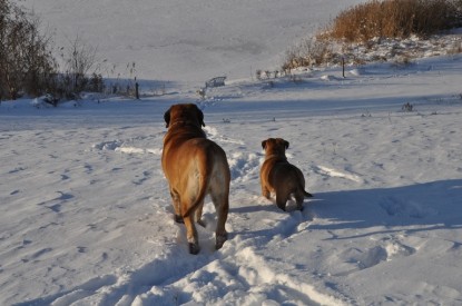 Continental Bulldogs Seeblickbulls Bilderalbum - Weihnachten im Schnee 2010