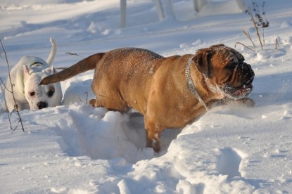 Continental Bulldogs Seeblickbulls Bilderalbum - Weihnachten im Schnee 2010