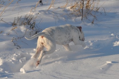 Continental Bulldogs Seeblickbulls Bilderalbum - Weihnachten im Schnee 2010