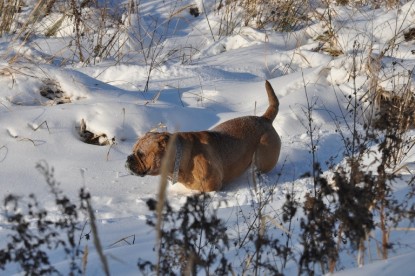 Continental Bulldogs Seeblickbulls Bilderalbum - Weihnachten im Schnee 2010